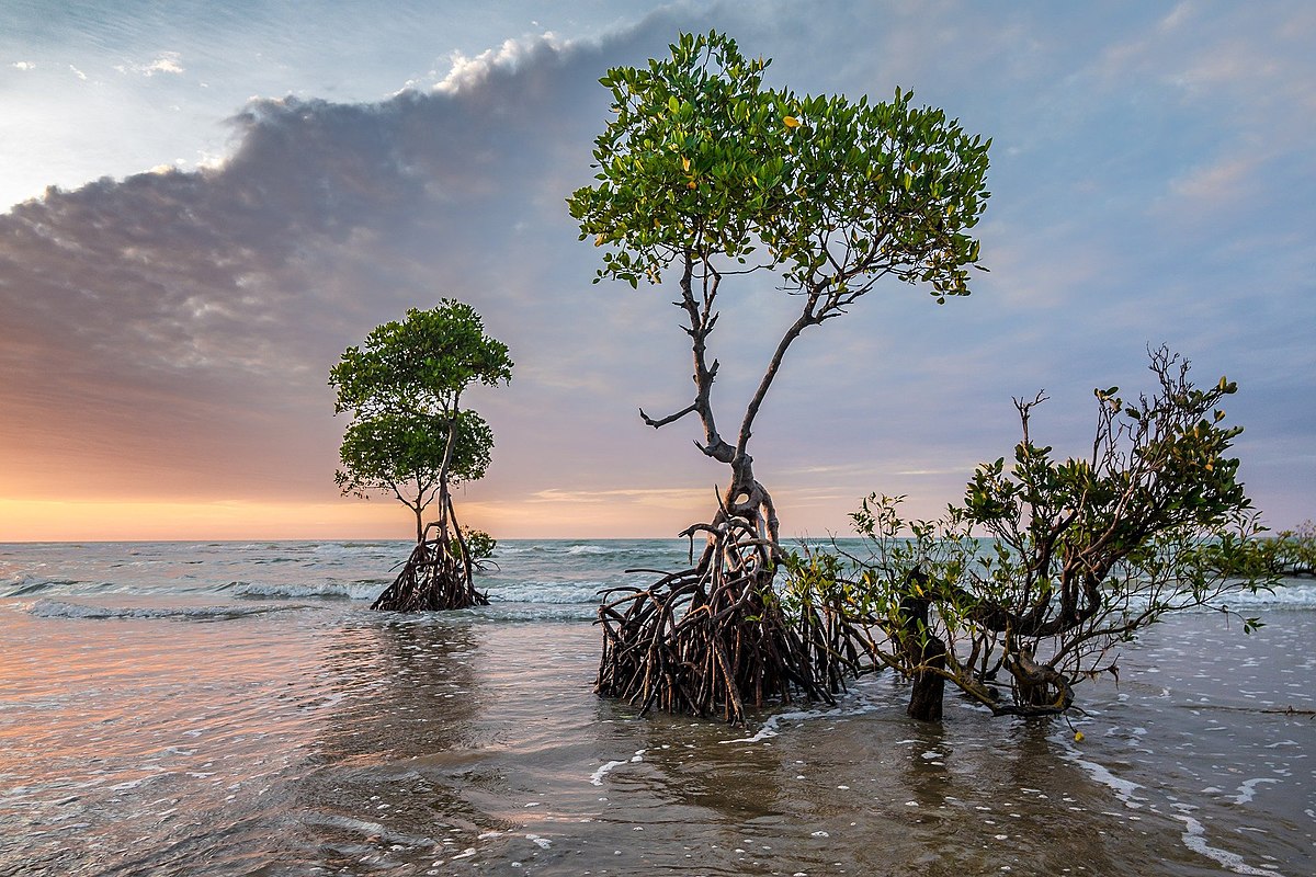 Mangrove forest - Wikipedia