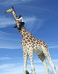 Man on Giraff, 2000 (Tierpark Hagenbeck, Hamburg, Germany)