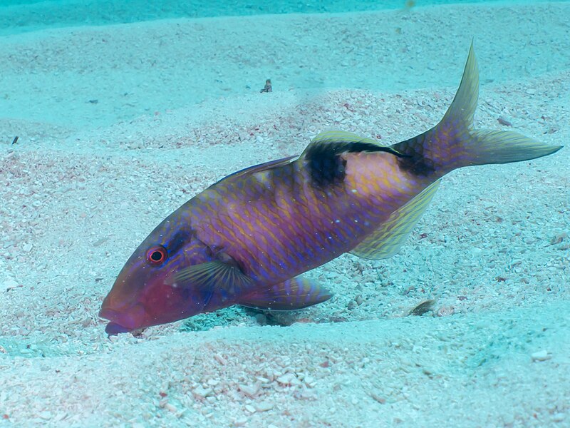 File:Manybar goatfish (Parupeneus multifasciatus).jpg