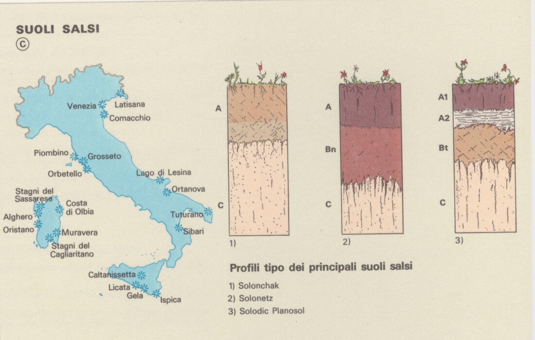 Suolo salino