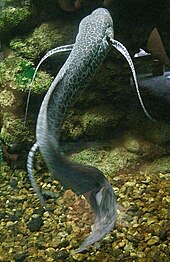 River Monsters - Wikipedia