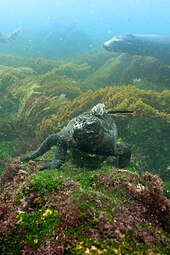 While feeding underwater, marine iguanas are sometimes cleaned by fish, like this Cortez rainbow wrasse. This iguana is on a rock covered in green and red algae, with the usually avoided brown algae behind it Marine Iguana (Amblyrhynchus cristatus) feeding underwater off Fernandina Island, Galapagos Islands.jpg
