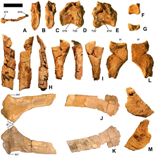 <i>Martharaptor</i> extinct genus of basal therizinosauroid theropod from the Lower Cretaceous of Utah