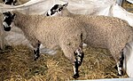 Vignette pour Masham (race ovine)