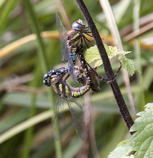 File:Mating Dragonflies 2 (3925704753).jpg