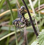 Mating Dragonflies 2 (3925704753).jpg