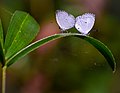 * Nomination: Mating Pair of Neopithecops zalmora (Butler, 1870) – Common Quaker (by Aniruddha97350) --Atudu 07:12, 3 June 2022 (UTC) * * Review needed