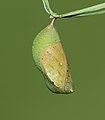 * Nomination Mature pupa of Mycalesis mineus (Linnaeus, 1758) – Dark-branded Bushbrown, Lateral view. By User:Sarpitabose --Bodhisattwa 06:44, 5 May 2022 (UTC) * Promotion  Support Good quality. --Charlesjsharp 08:17, 5 May 2022 (UTC)