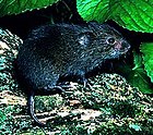 Meadow vole