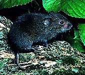 A living Microtus pennsylvanicus, or meadow vole Meadvole.jpg