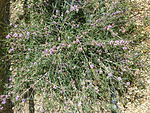 Melaleuca gibbosa (Myrtaceae) plant.JPG