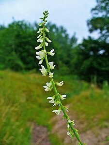 Melilotus albus Inflorescence