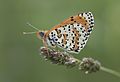 * Nomination Wing underside view of a male Spotted Fritillary (Melitaea didyma). Adana, Turkey. --Zcebeci 22:30, 8 June 2016 (UTC) * Promotion Good quality --Halavar 23:11, 8 June 2016 (UTC)