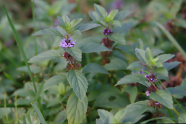 Mentha arvensis Norway 01.png