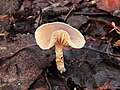 Donsvoetbundelzwam (Pholiota oedipus).