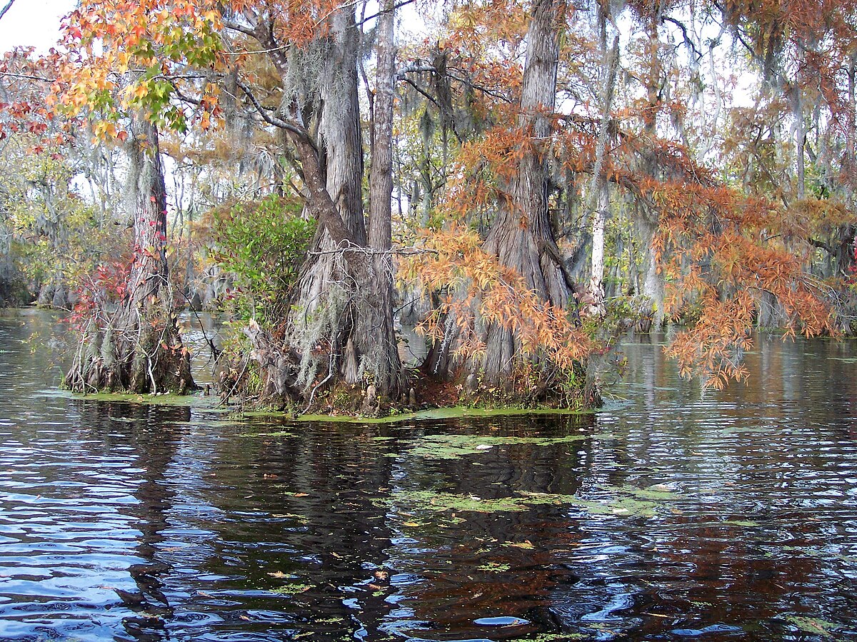 Merchants Millpond, the Most Remote State Park in North Carolina -  Explanders