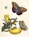 Merian Metamorphosis XXIII.jpg