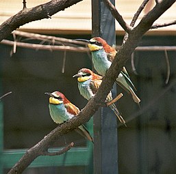 Merops apiaster