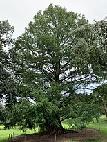 Metasequoia specimen, whose role was probably covered by the makers of the Cupressinoxylon woods. Metasequoia glyptostroboides in the Morris Arboretum 02.jpg