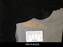 Metaspriggina sp. (YPM IP 543315).jpg