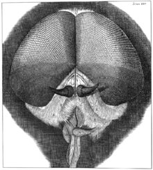 Die Facettenaugen einer Fliege aus Hookes Micrographia von 1665.