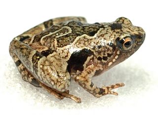 <i>Nanohyla petrigena</i> Species of frog