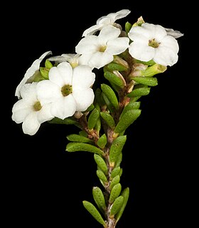 <i>Micromyrtus elobata</i> Species of shrub