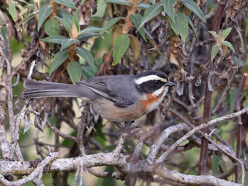 File:Microspingus alticola - Plain-tailed Warbling-finch, Cajamarca, Peru (cropped).jpg