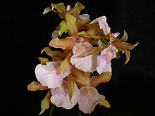 Miltonia x bluntii
This is the natural hybrid of M. spectabilis and M. clowesii. Miltonia bluntii.jpg