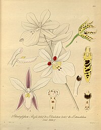 plate 183 I. Miltoniopsis roezlii (as syn. Odontoglossum roezlii), II. Oncidium × limbatum (as syn. Odontoglossum limbatum), III. Cyrtochilum stenochilum (as syn. Odontoglossum stenochilum)