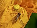 * Nomination Crab spider with a prey hoverfly on a lily flower --Ermell 10:35, 13 July 2023 (UTC) * Promotion  Support Good quality. --多多123 15:43, 13 July 2023 (UTC)  Support Very very minor stacking error around front leg then ready for FP --Charlesjsharp 15:45, 13 July 2023 (UTC)