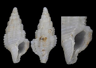 <i>Mitrella peregrina</i> species of mollusc