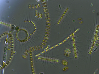 <span class="mw-page-title-main">Mycoplankton</span> Fungal members of the plankton communities of aquatic ecosystems