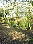 Moat and mound in Castle Wood