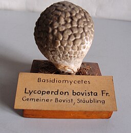 Modell von Lycoperdon bovista (Gemeiner Bovist, Stäubling)