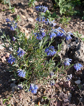 Beskrivelse af billedet Moltkia suffruticosa - Flowering.jpg.