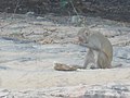 Monkey at Dokarichanchara.jpg