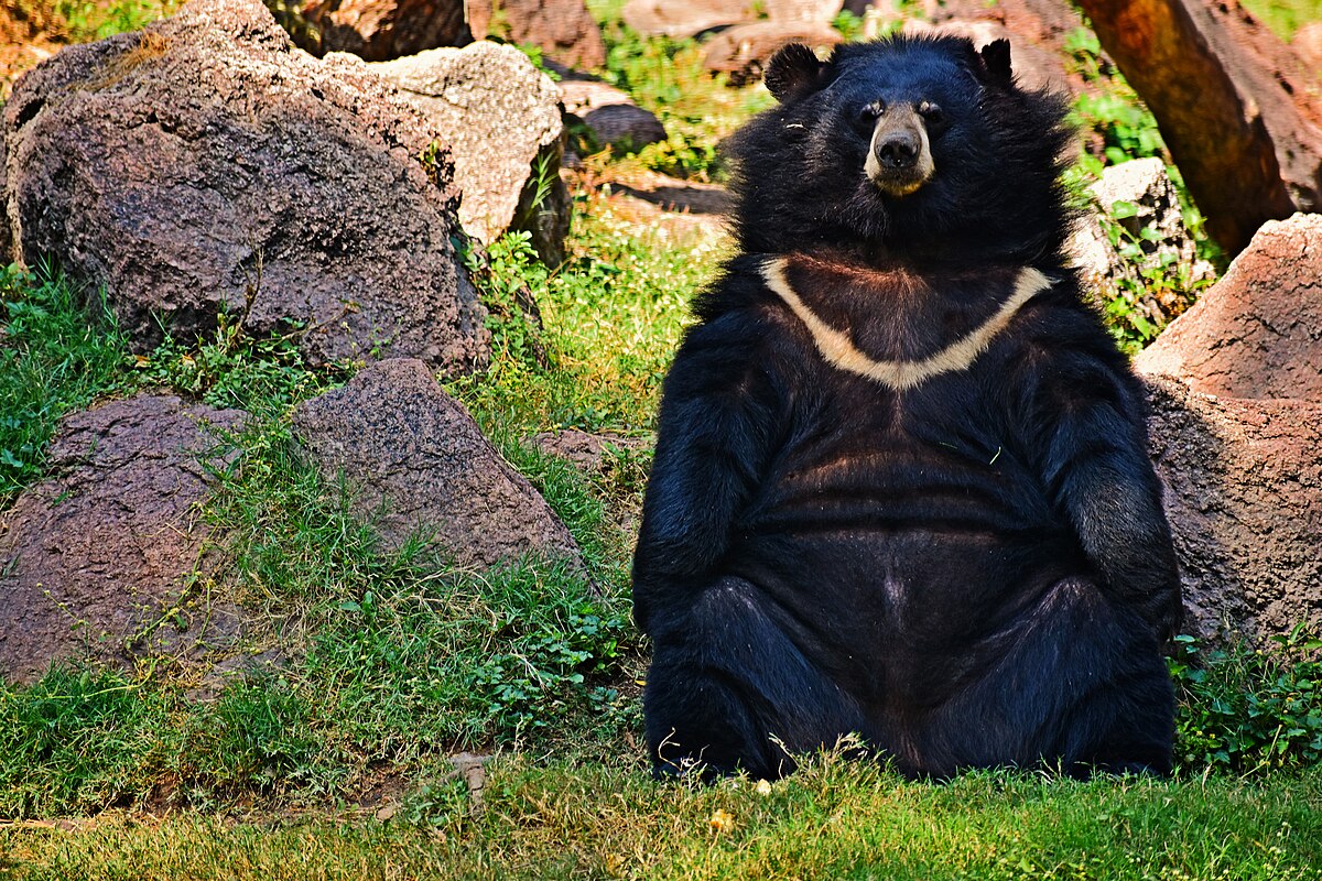 1200px-Moon_bear.jpg