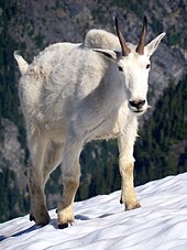 An all-white goat looks at the camera. It has pale yellow irises and stands on snowy ground.