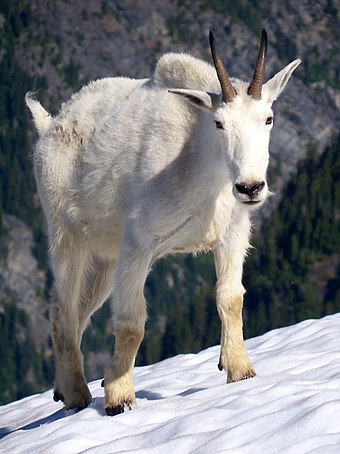 Mountain goats have hooves that are well adapted to steep snow-covered slopes and cliffs