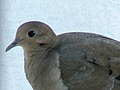 Mourning dove at Cape May National Wildlife Refuge. (4679008934).jpg