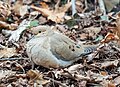 * Nomination Mourning dove on the ground in Prospect Park, Brooklyn --Rhododendrites 03:06, 29 August 2023 (UTC) * Promotion  Support Good quality. --Poco a poco 03:31, 29 August 2023 (UTC)