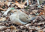 Thumbnail for File:Mourning dove camouflage (76255).jpg