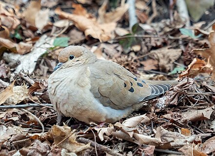 Mourning dove camouflaged on the ground