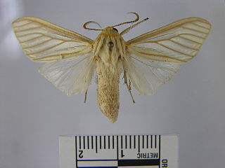 <i>Munona iridescens</i> Species of moth