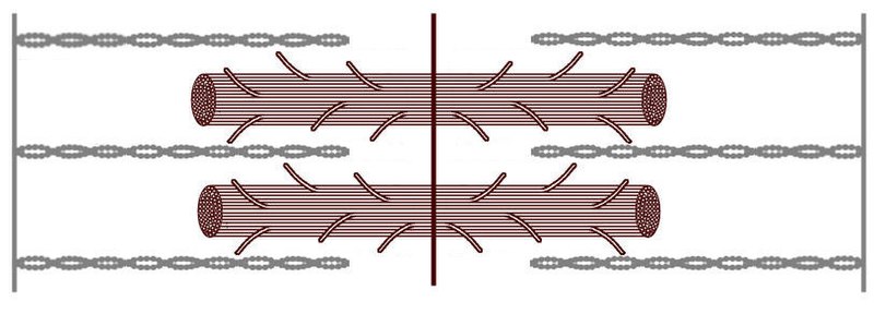 File:MuscleContractileUnit.jpg