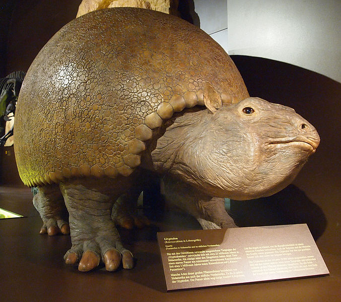 File:Museum Mensch und Natur - Glyptodon.jpg