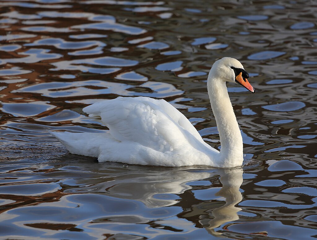  Mute Swan Emsworth2 