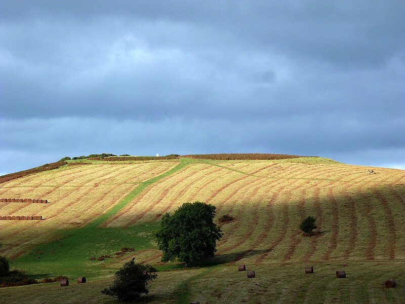 File:Mynydd Illtud Powys Twyn y Gaer HenSne 03.JPG