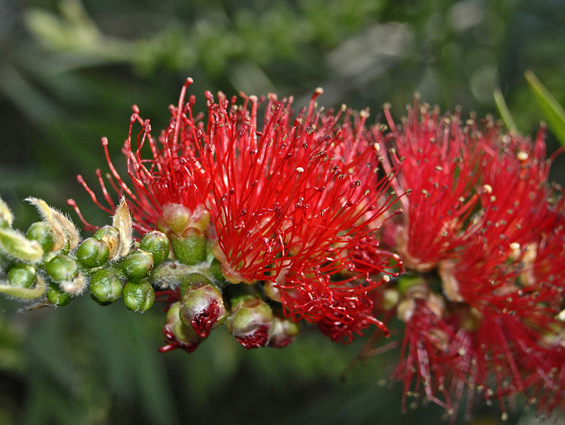 File:Myrtaceae - Callistemon linearis.JPG